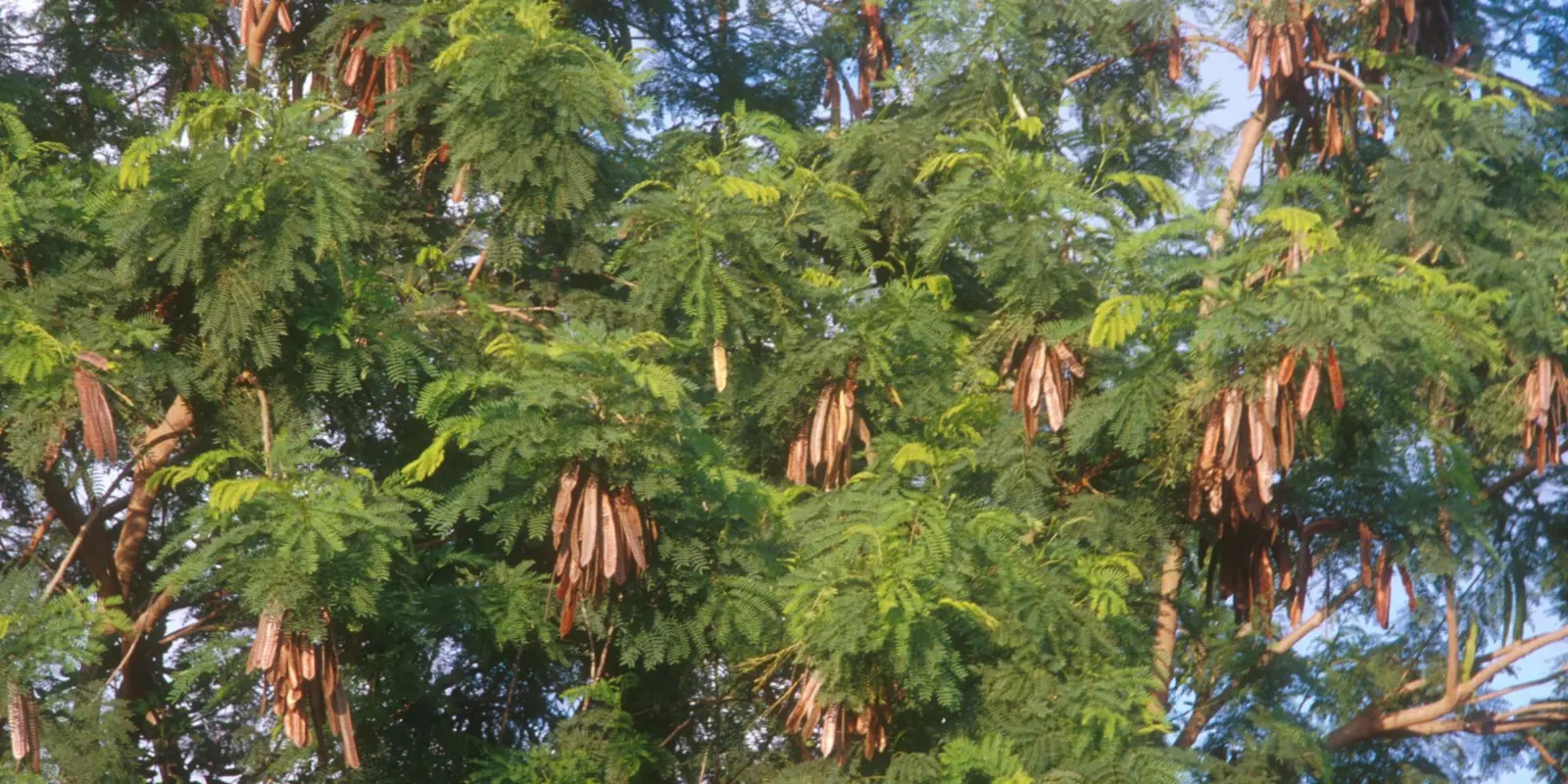 Invasive Plants | Hernando County