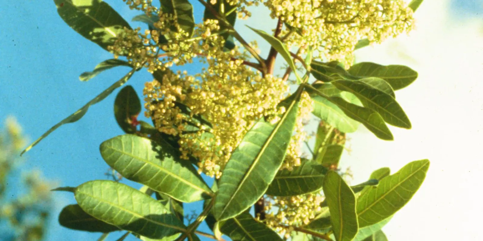Pepper Tree Invasive Invasive Plants | Hernando County